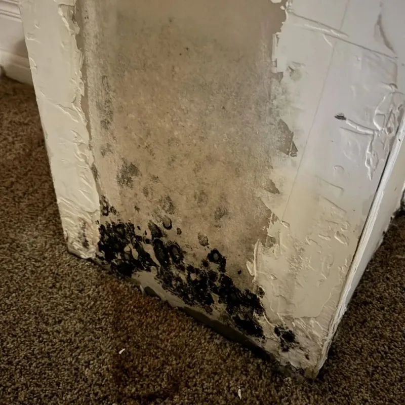 Professional Mold Removal in Miami, AZ